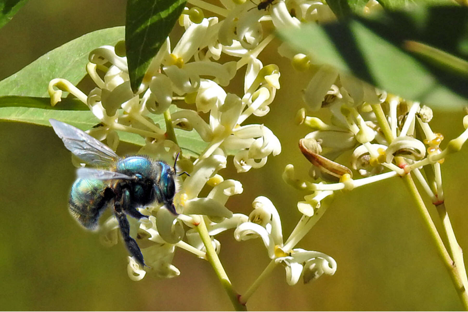 Plancia ëd Xylocopa aeratus (Smith 1851)