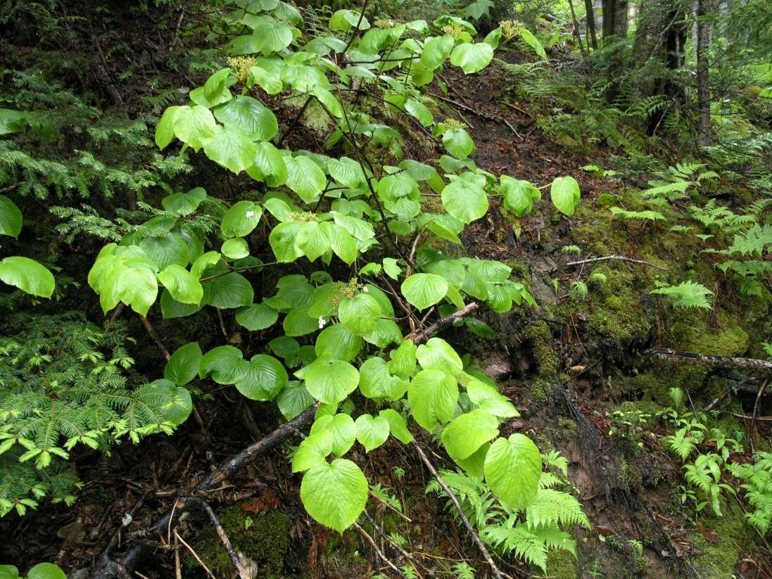 Image de viorne à feuilles d'aulne