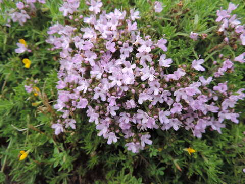 Слика од Thymus caespititius Brot.