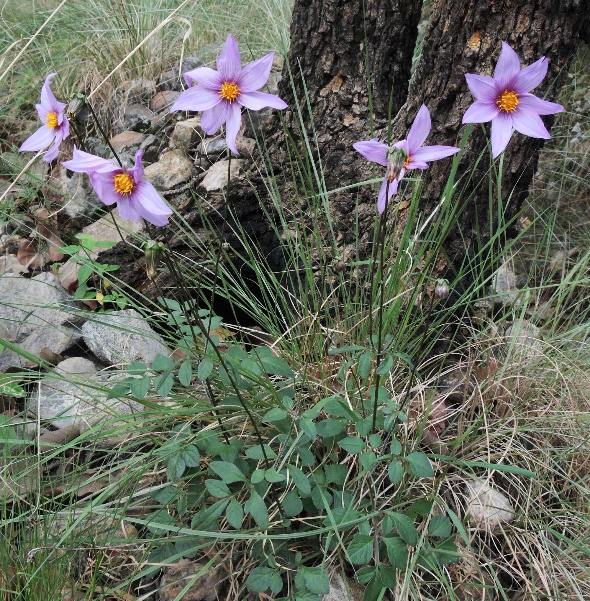 Image of Dahlia pugana Aarón Rodr. & Art. Castro