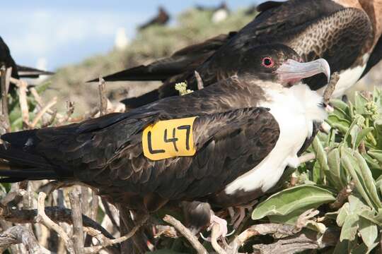 Image of Great Frigatebird