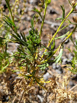 Image of timberline sagebrush