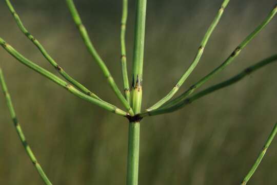 Image of Marsh Horsetail