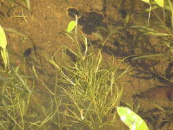 Image of northern snail-seed pondweed