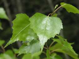 Image of Fire birch