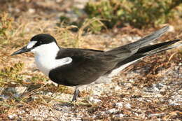 Image of Brown-backed terns