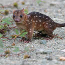 Imagem de Dasyurus albopunctatus Schlegel 1880