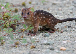 Imagem de Dasyurus albopunctatus Schlegel 1880