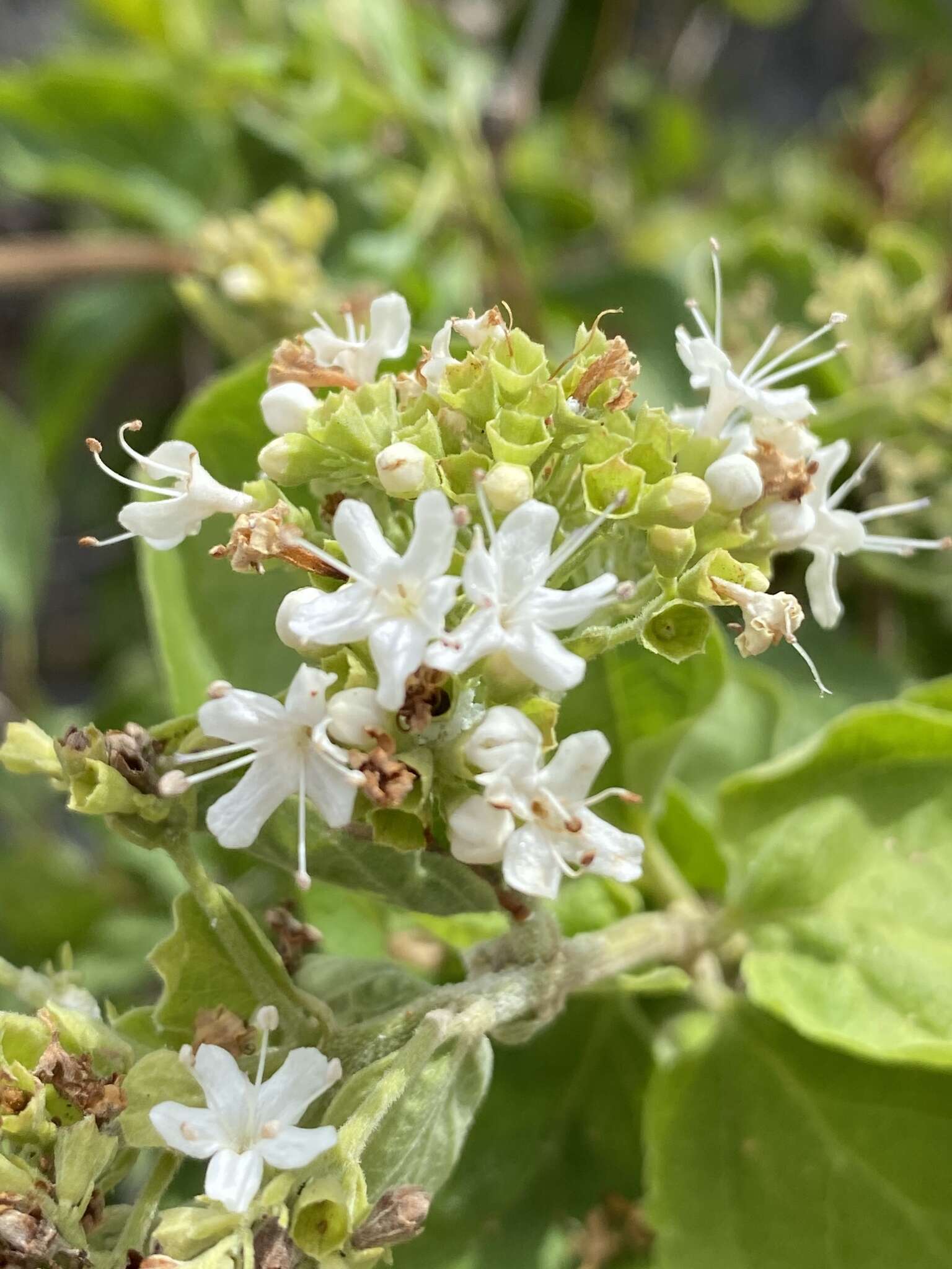 Image de Glossocarya calcicola Domin