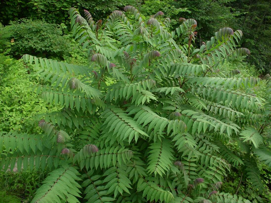 Image of rocky mountain sumac