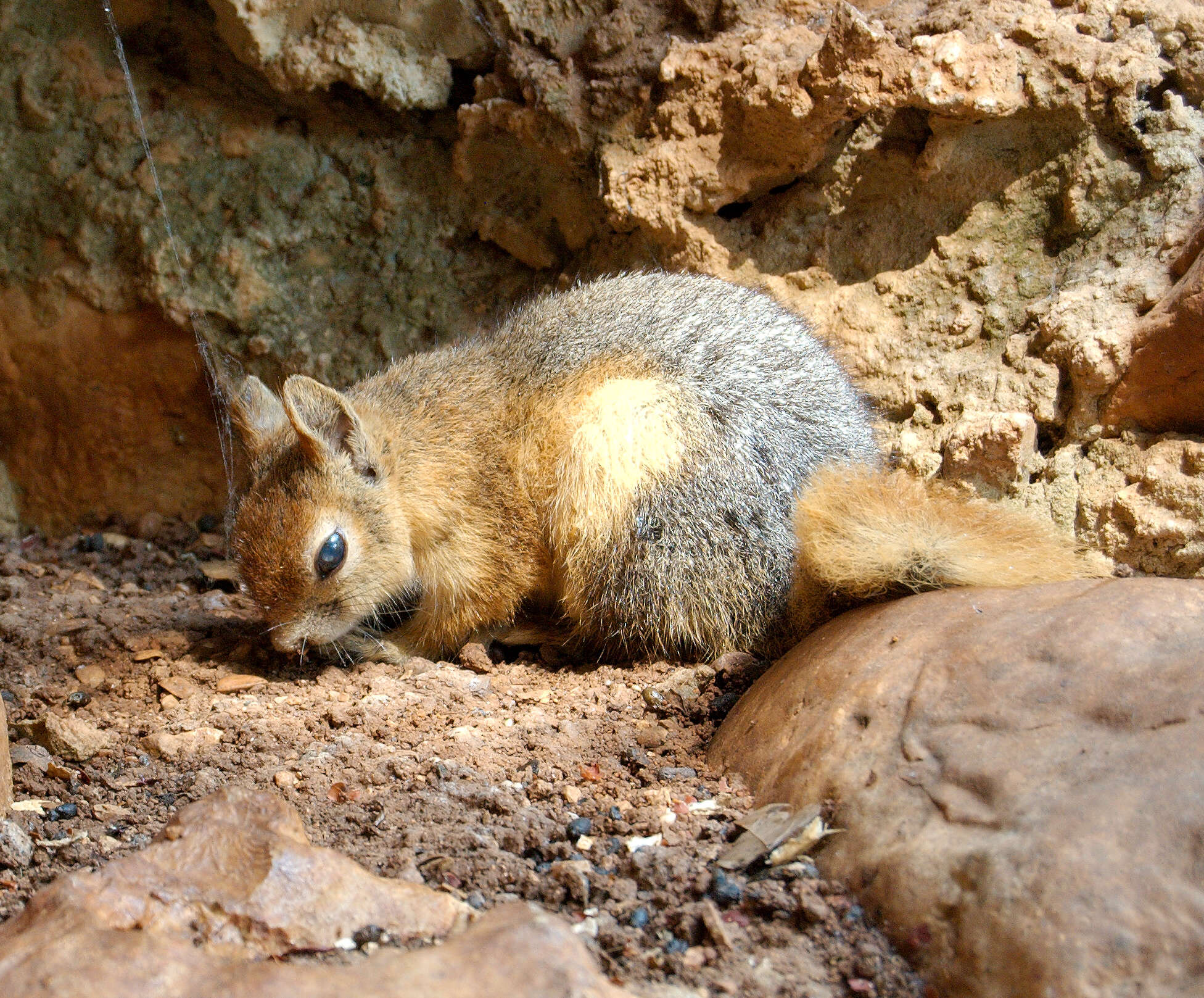 Image of squirrels, dormice, and relatives