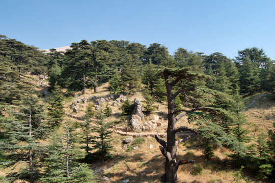 Image of Cedar of Lebanon