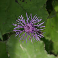 Image of brown knapweed