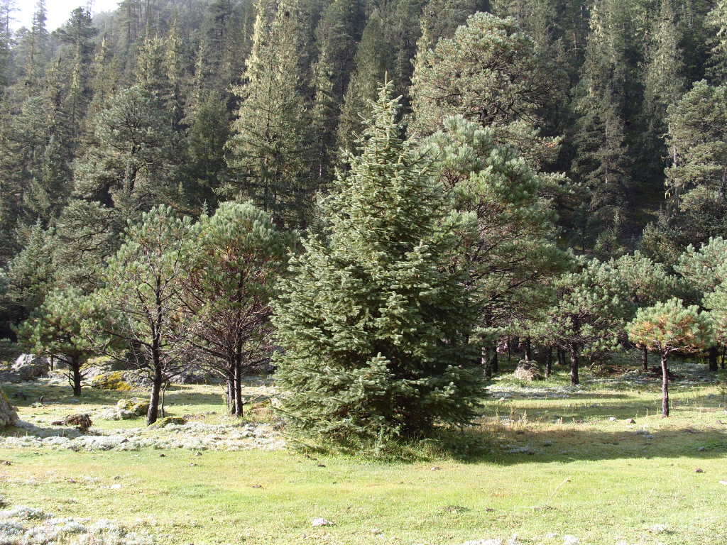 Image de Pinus arizonica var. cooperi (C. E. Blanco) Farjon