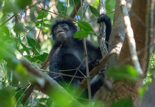 Image of Banded Langur