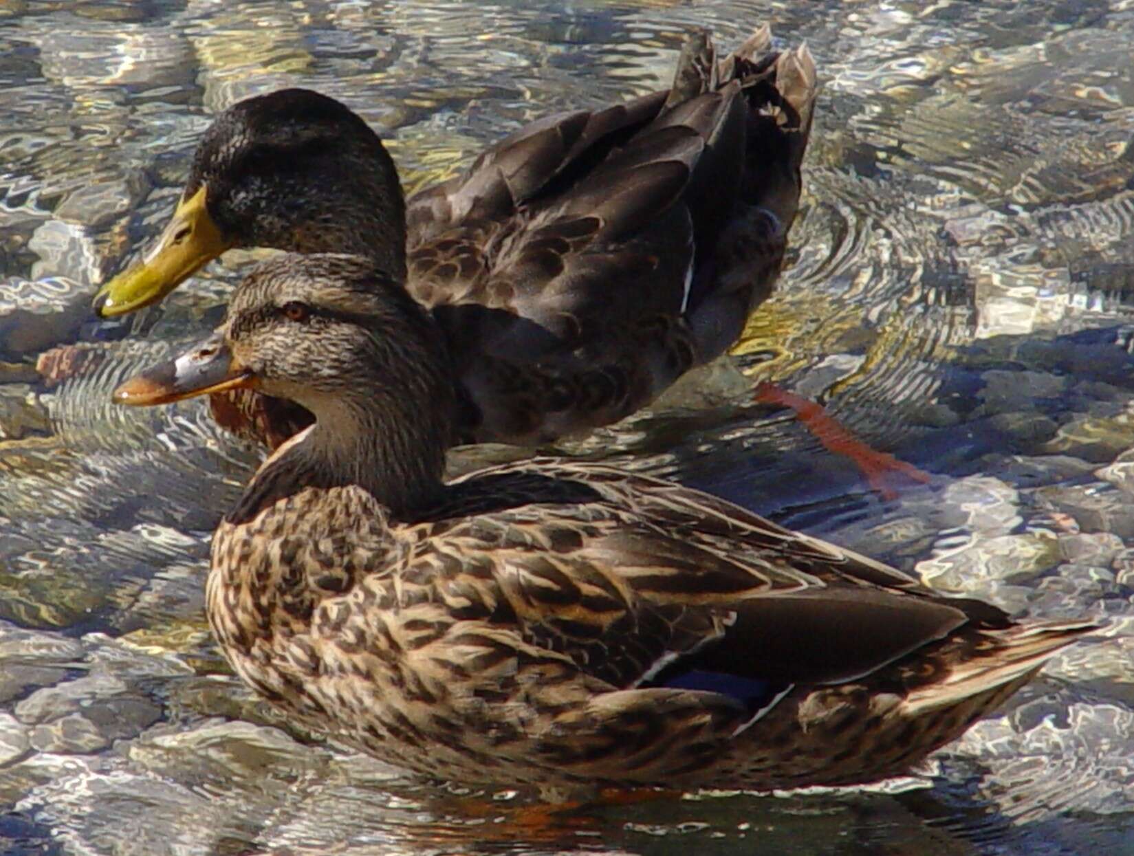 Image of Common Mallard