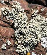 Image of Bolander's cladidium lichen