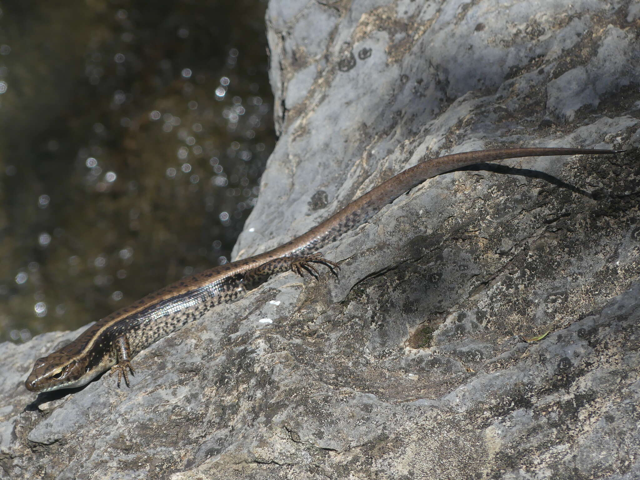 صورة Eulamprus quoyii (Duméril & Bibron 1824)