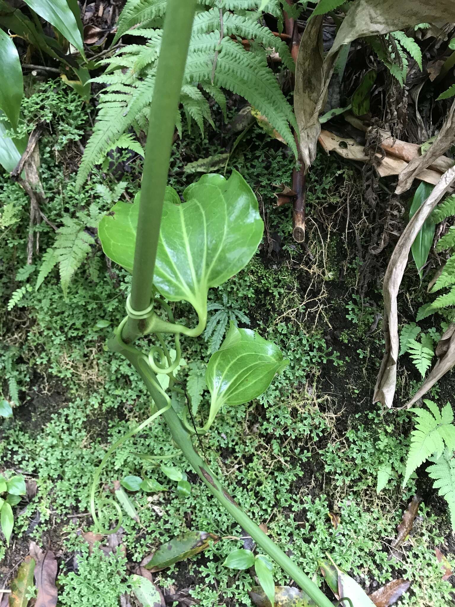 Image of Smilax azorica H. Schaef. & P. Schönfelder