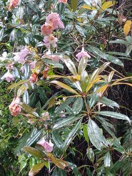 Image of Rhododendron latoucheae Franch.