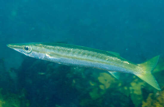 Image of Obtuse barracuda