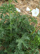 Image of musk mallow