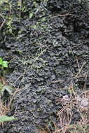 Image of Field dog-lichen;   Felt lichen
