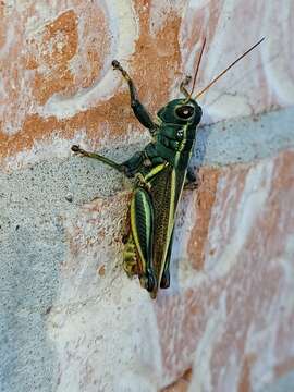 Image of Melanoplus thomasi Scudder & S. H. 1897