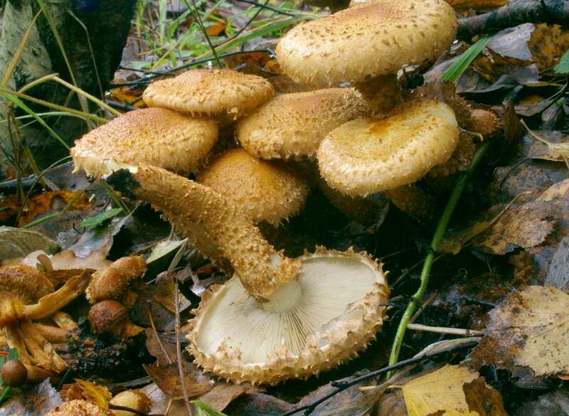 Image of Pholiota