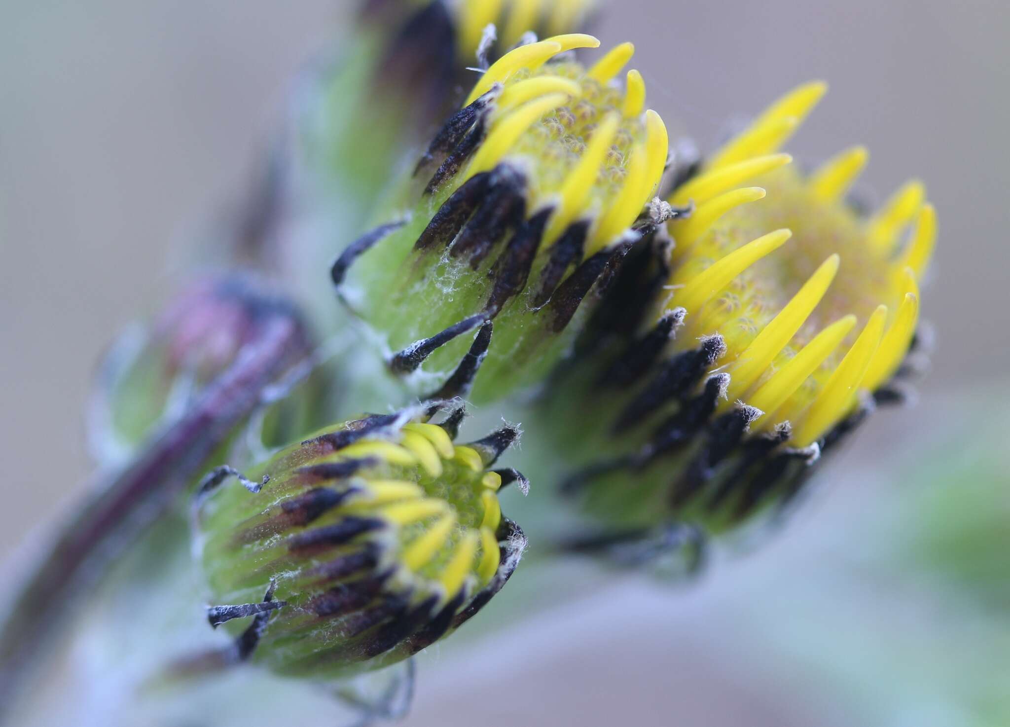 Image of Small Black-Tip Ragwort