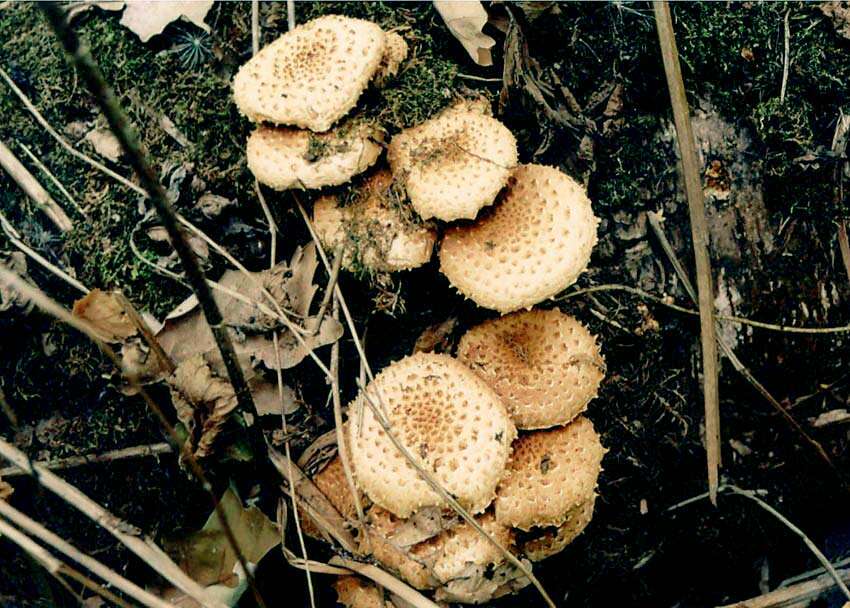 Pholiota squarrosa (Vahl) P. Kumm. 1871 resmi