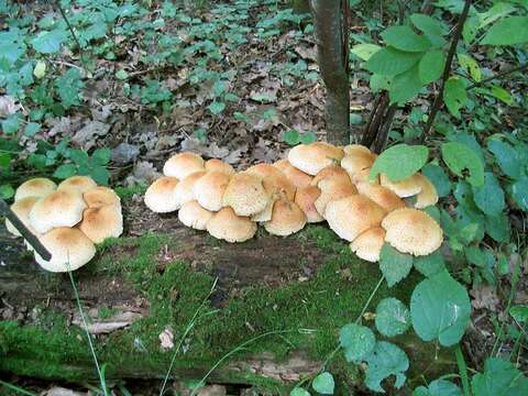 Pholiota squarrosa (Vahl) P. Kumm. 1871 resmi