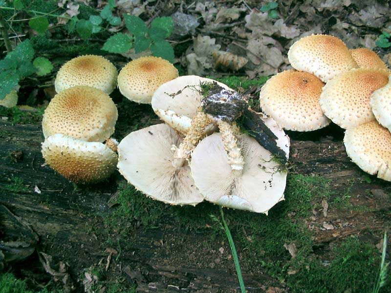 Pholiota squarrosa (Vahl) P. Kumm. 1871 resmi