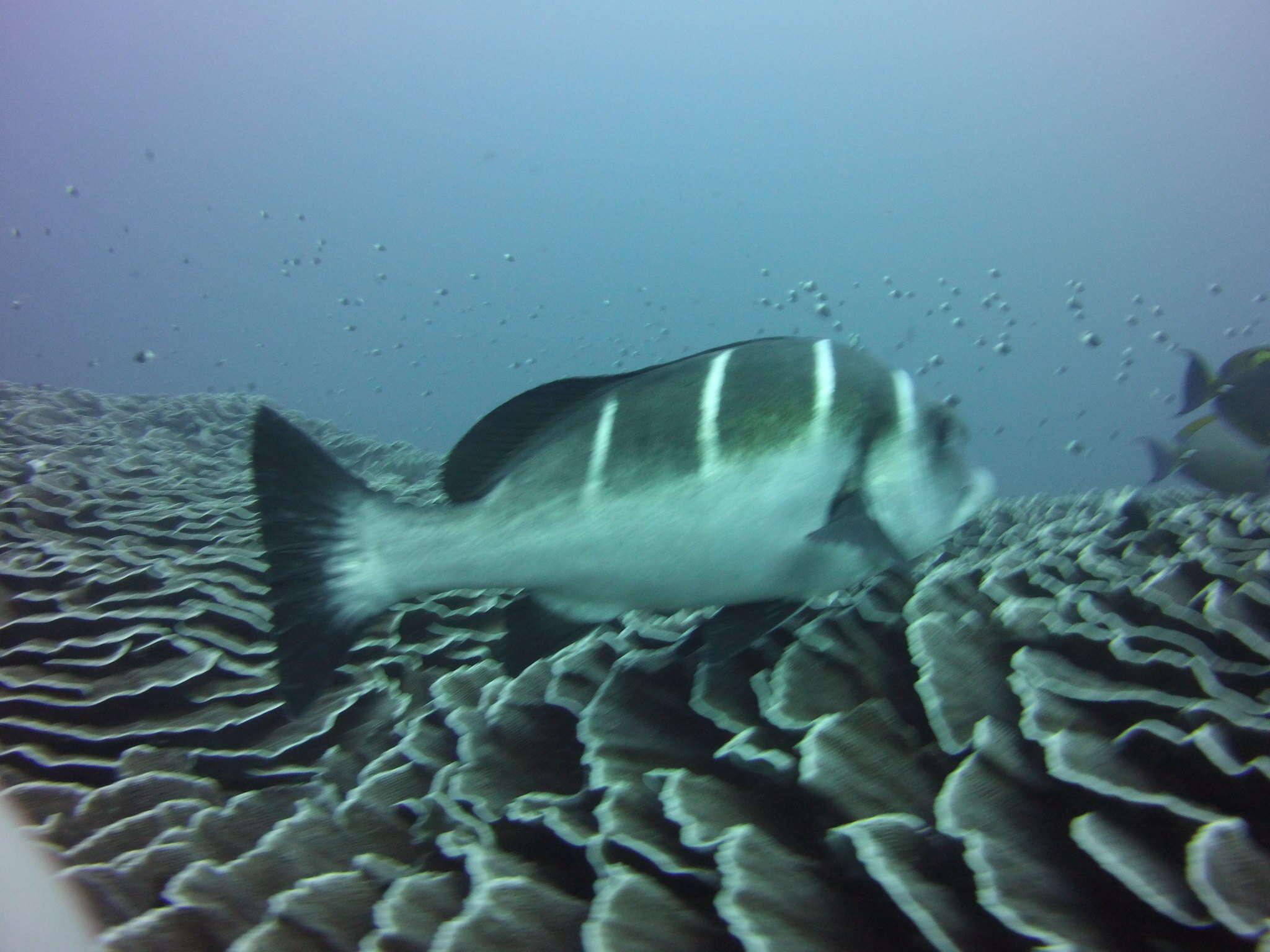 Image of Whitebarred rubberlip