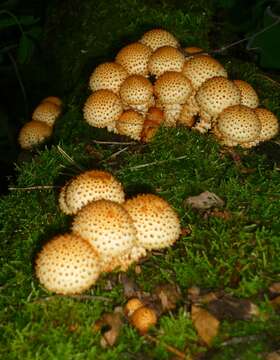 Pholiota squarrosa (Vahl) P. Kumm. 1871 resmi