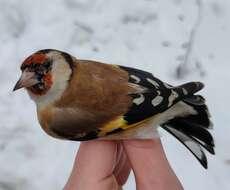 Carduelis carduelis carduelis (Linnaeus 1758)的圖片