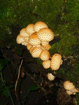 Image of shaggy scalycap