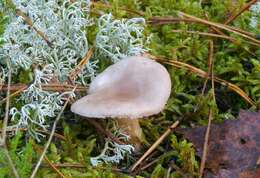 Image of Lactarius trivialis (Fr.) Fr. 1838