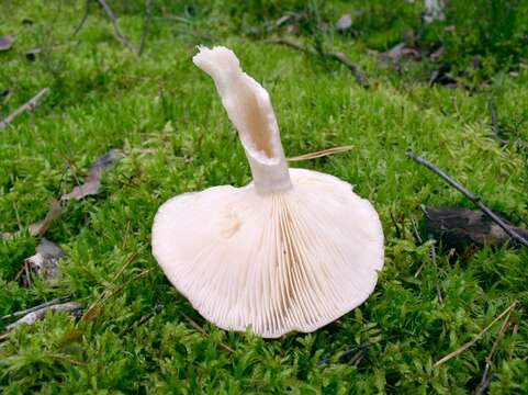 Image of Lactarius trivialis (Fr.) Fr. 1838