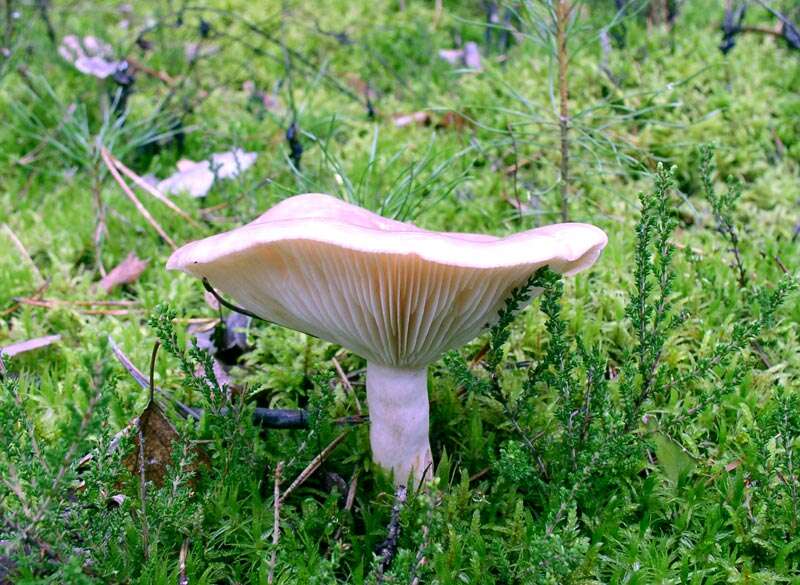 Image of Lactarius trivialis (Fr.) Fr. 1838