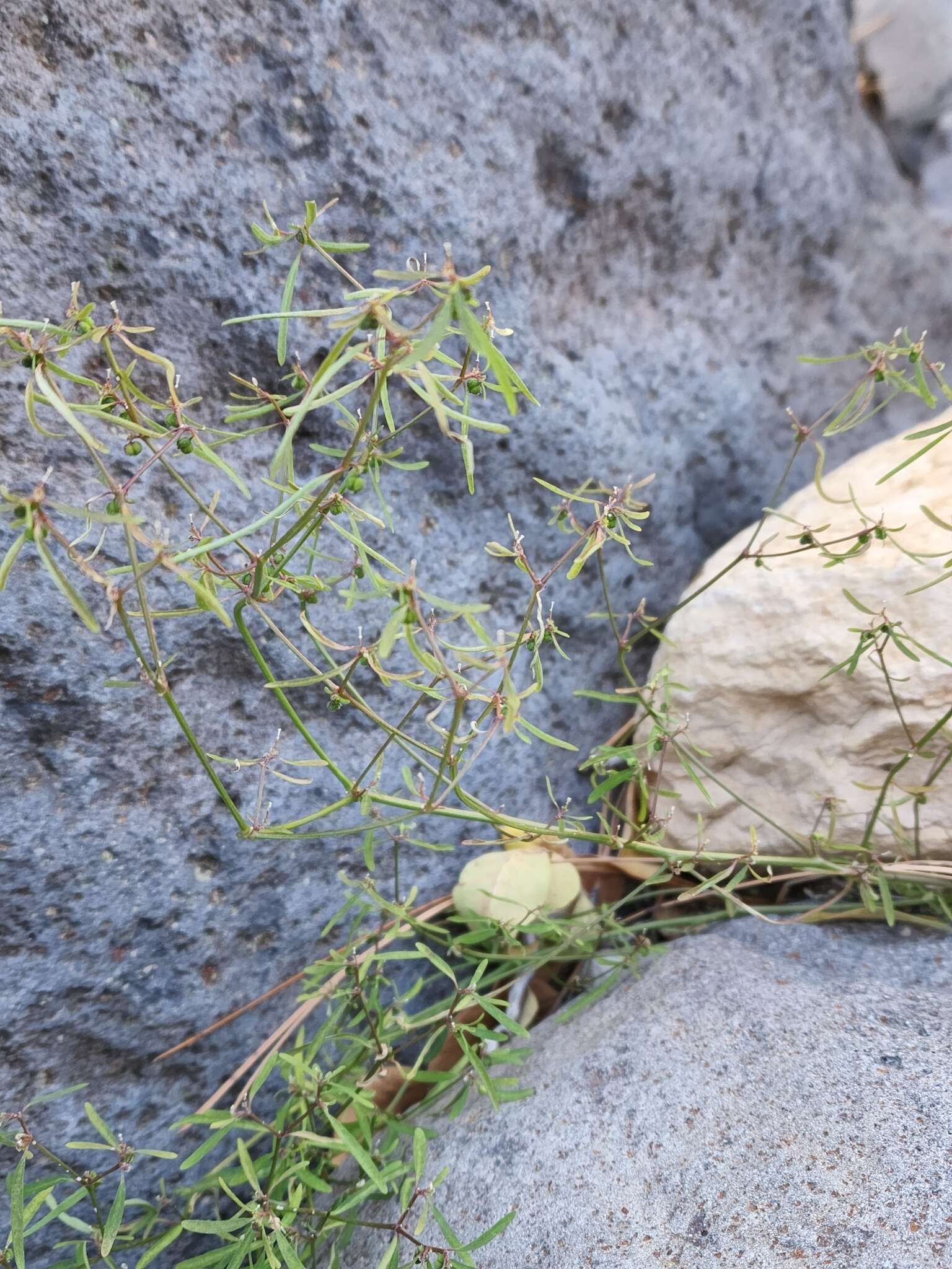 Image of blackseed spurge