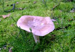 Image of Lactarius trivialis (Fr.) Fr. 1838