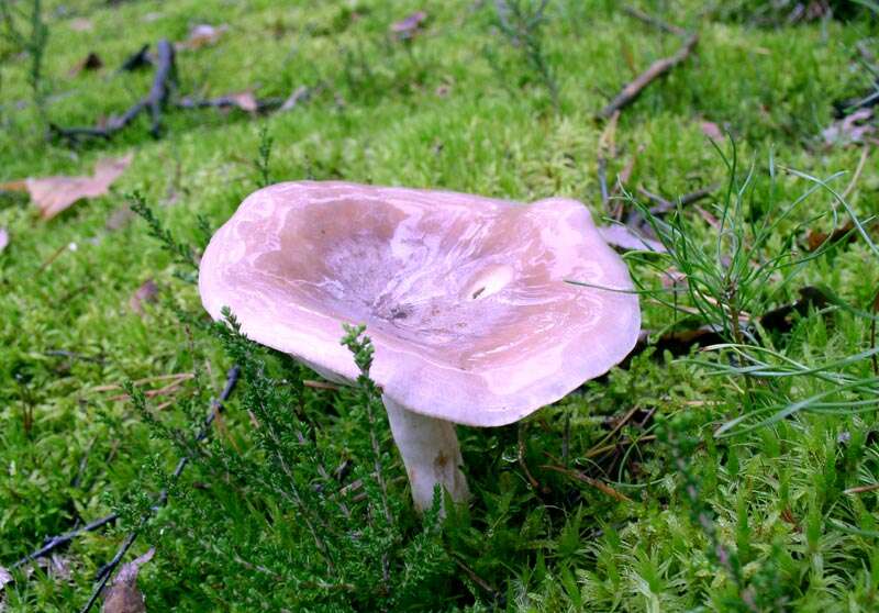 Image of Lactarius trivialis (Fr.) Fr. 1838