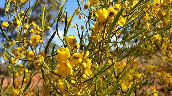 Plancia ëd Senna artemisioides subsp. zygophylla