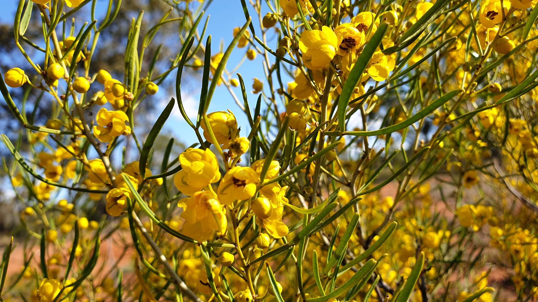 Image of Senna artemisioides subsp. zygophylla
