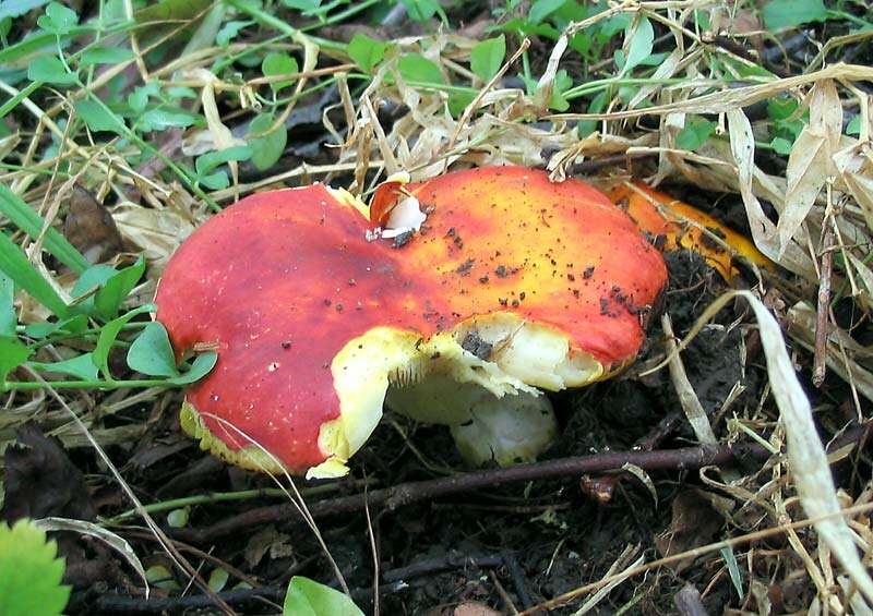 Image de Russula aurea Pers. 1796