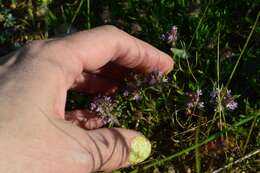 صورة Thymus callieri Borbás ex Velen.