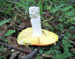 Image de Russula aurea Pers. 1796