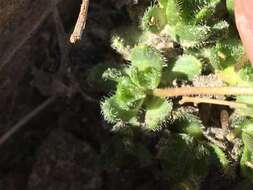 Image of granite draba