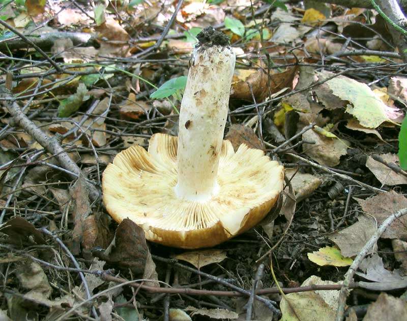 Image of Stinking Russula